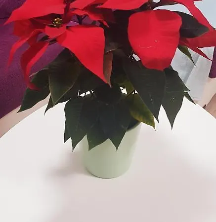 El Rincon De Mi Nina דירה