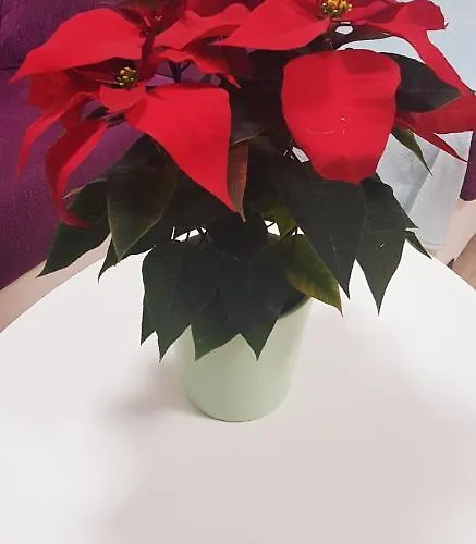 El Rincon De Mi Nina 公寓